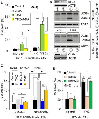 Tumor Suppressing Subtransferable Candidate 4 Expression Prevents Autophagy-Induced Cell Death Following Temozolomide Treatment in Glioblastoma Cells